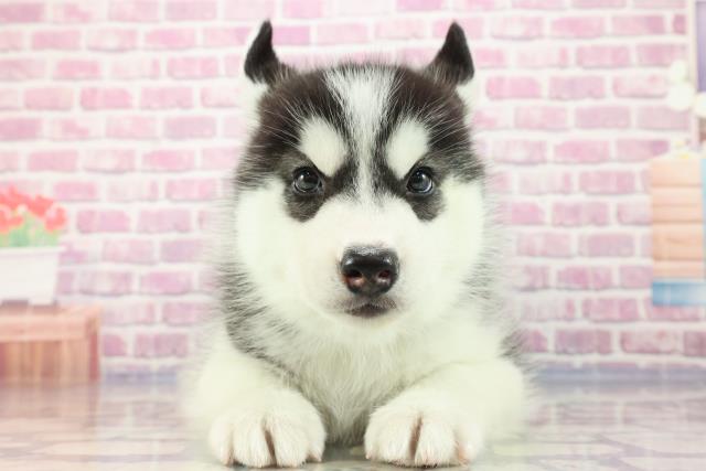 茨城県のシベリアンハスキー (Coo&RIKU日立店/2023年8月28日生まれ/男の子/ブラックホワイト)の子犬