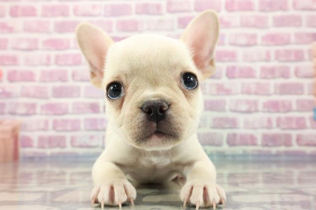 神奈川県のフレンチブルドッグ (Coo&RIKU相模原店/2023年8月27日生まれ/男の子/クリーム)の子犬