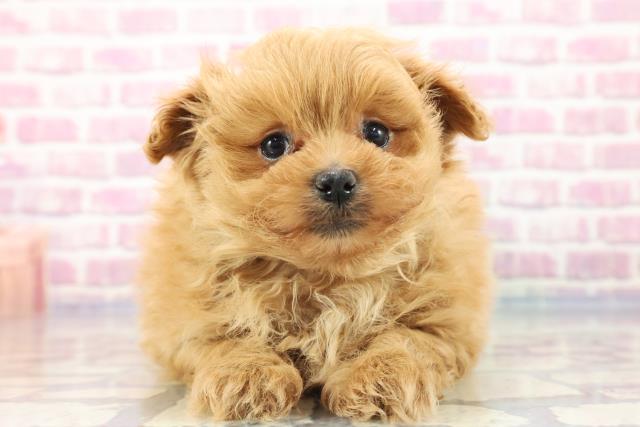 新潟県のポメプー (Coo&RIKU新潟西店/2023年8月27日生まれ/女の子/アプリコット)の子犬