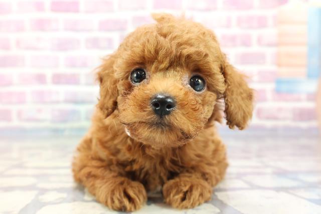 山形県のトイプードル (Coo&RIKUイオンタウン酒田店/2023年8月28日生まれ/女の子/レッド(赤))の子犬