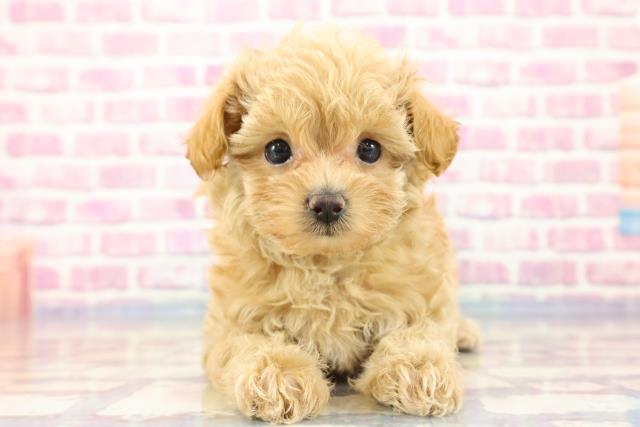 山口県のマルプー (Coo&RIKUシーモール下関店/2023年8月28日生まれ/女の子/アプリコット)の子犬