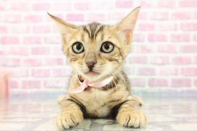 神奈川県のベンガル (Coo&RIKU小田原店/2023年8月26日生まれ/女の子/ブラウンスポットタビー)の子猫
