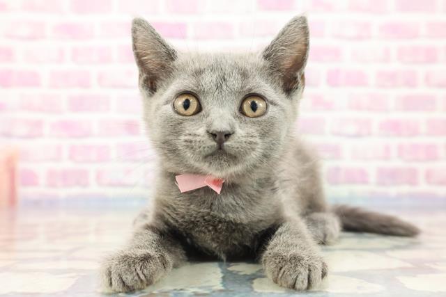 山口県のブリティッシュショートヘアー (Coo&RIKUシーモール下関店/2023年8月27日生まれ/女の子/ブルー)の子猫