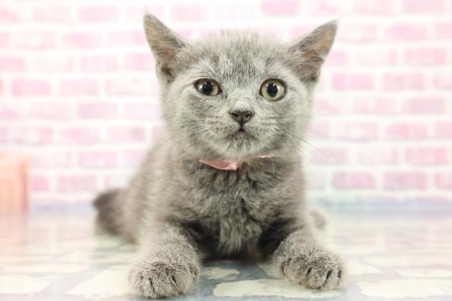 徳島県のブリティッシュショートヘアー (Coo&RIKU徳島店/2023年8月22日生まれ/女の子/ブルー)の子猫