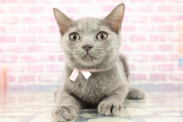 沖縄県のブリティッシュショートヘアー (Coo&RIKU石垣店/2023年8月13日生まれ/女の子/ブルー)の子猫