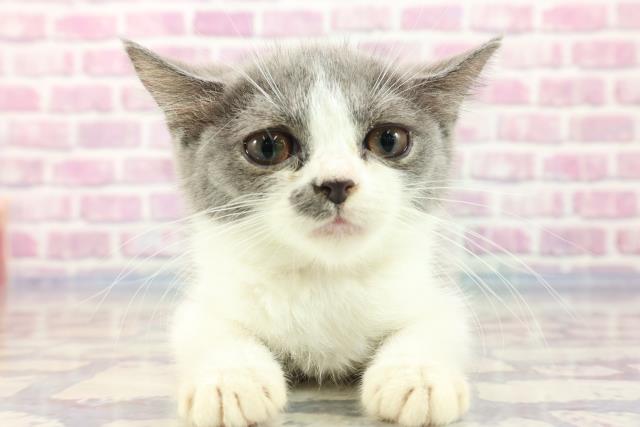 栃木県のブリティッシュショートヘアー (Coo&RIKU小山店/2023年8月13日生まれ/女の子/ブルーホワイト)の子猫