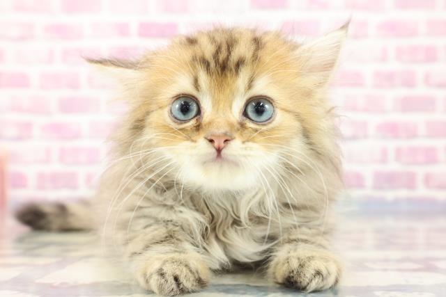 徳島県のペルシャ (Coo&RIKU徳島店/2023年8月24日生まれ/男の子/チンチラゴールデン)の子猫