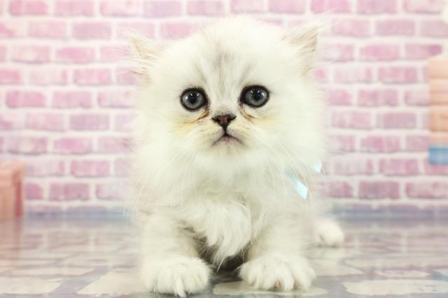 北海道のペルシャ (Coo&RIKU札幌東店/2023年8月25日生まれ/男の子/チンチラシルバー)の子猫
