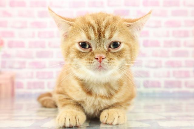 神奈川県のミヌエット (Coo&RIKU小田原店/2023年8月28日生まれ/男の子/レッドタビー)の子猫