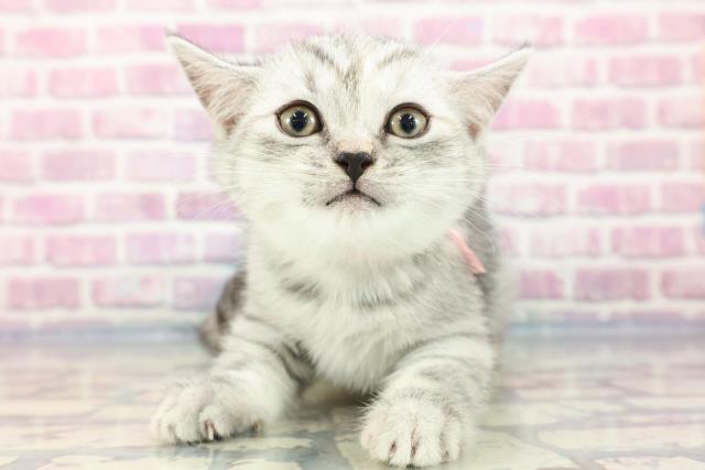 兵庫県のミヌエット (Coo&RIKU尼崎店/2023年8月28日生まれ/女の子/シルバーパッチドタビー)の子猫