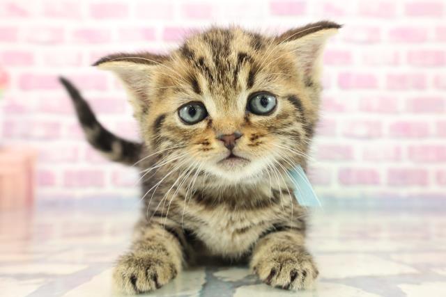 沖縄県のマンチカン (Coo&RIKU石垣店/2023年8月29日生まれ/男の子/ブラウンタビー)の子猫