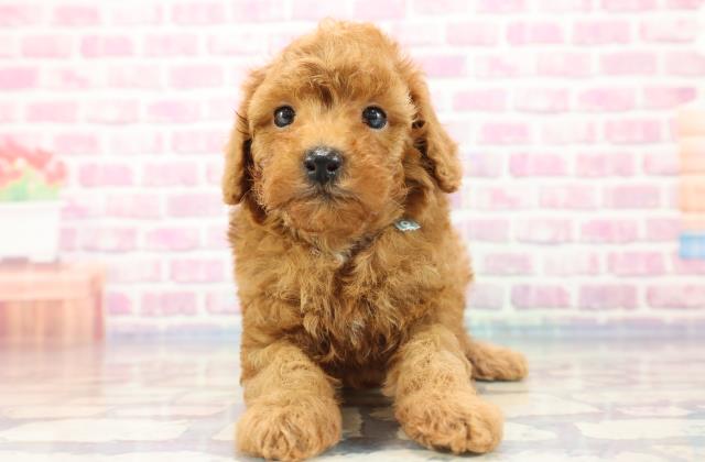 沖縄県のトイプードル (Coo&RIKUイーアス沖縄豊崎店/2023年8月29日生まれ/男の子/アプリコット)の子犬