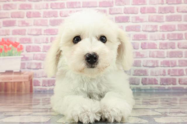 神奈川県のビションフリーゼ (Coo&RIKU藤沢店/2023年8月25日生まれ/男の子/ホワイト(白))の子犬