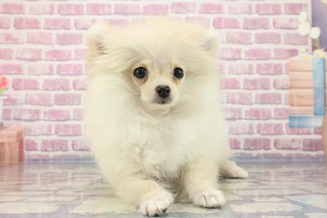 山口県のポメラニアン (Coo&RIKUシーモール下関店/2023年8月3日生まれ/女の子/クリーム)の子犬