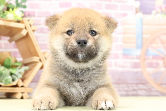 柴犬