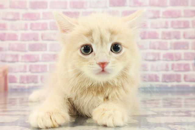 宮城県のサイベリアン (Coo&RIKU石巻店/2023年8月30日生まれ/男の子/クリームタビー)の子猫