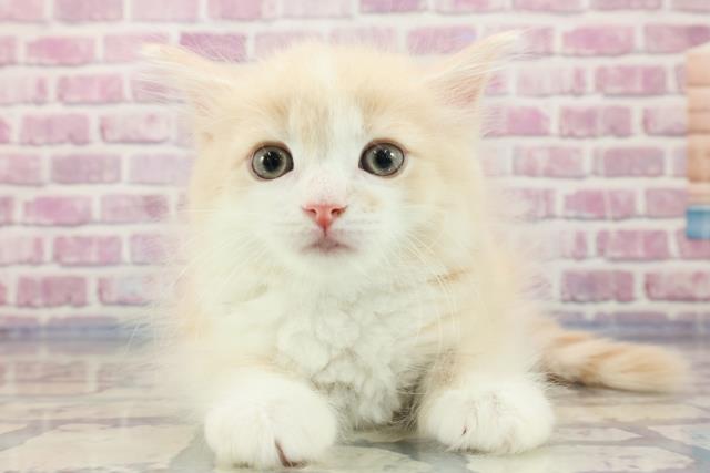埼玉県のサイベリアン (Coo&RIKU熊谷ニットーモール店/2023年8月29日生まれ/男の子/クリームタビーホワイト)の子猫