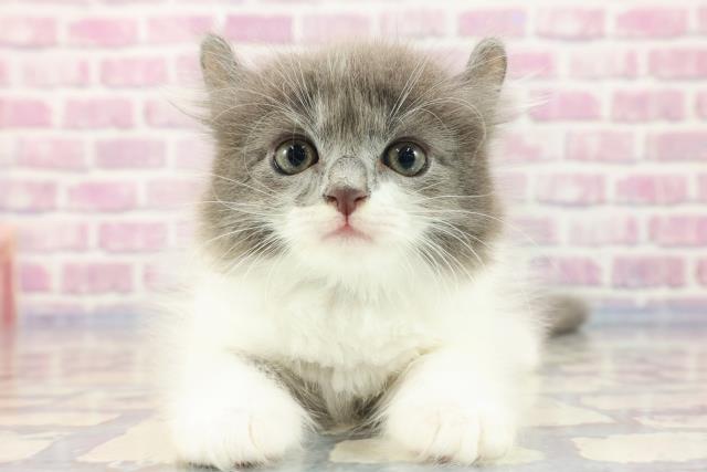 宮城県のアメリカンカール (Coo&RIKU石巻店/2023年8月30日生まれ/男の子/ブルーホワイト)の子猫