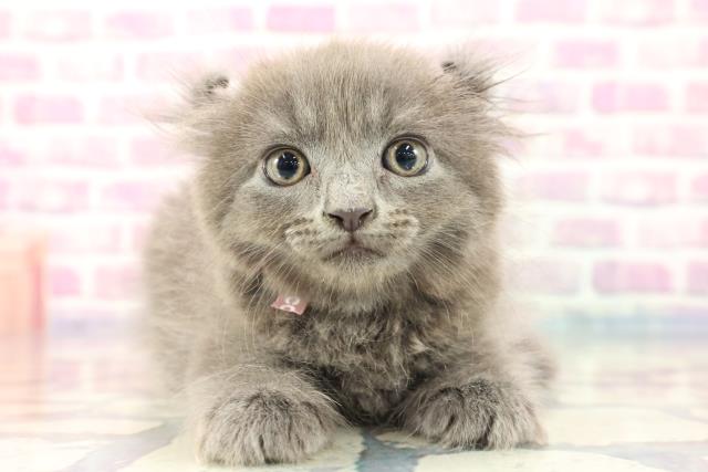 栃木県のアメリカンカール (Coo&RIKU足利店/2023年8月30日生まれ/女の子/ブルー)の子猫
