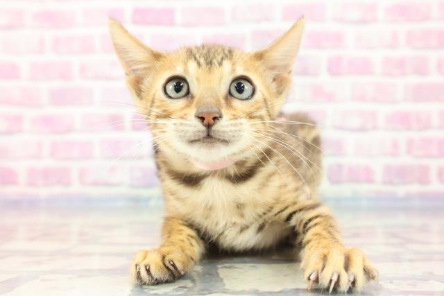 宮城県のベンガル (Coo&RIKU石巻店/2023年8月24日生まれ/女の子/ブラウンスポットタビー)の子猫