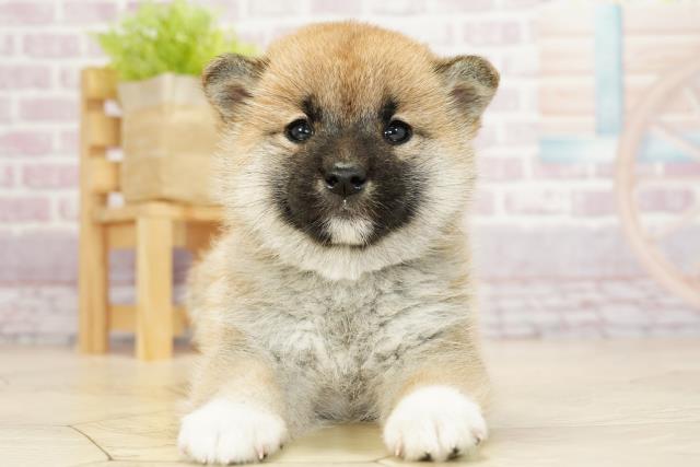 柴犬