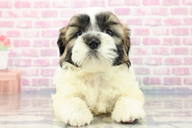 東京都のシーズー (Coo&RIKU府中店/2023年8月31日生まれ/男の子/ホワイトゴールド)の子犬