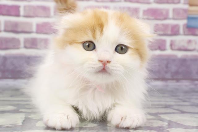 大阪府のスコティッシュフォールド (Coo&RIKU和泉店/2023年8月31日生まれ/女の子/レッドタビーホワイト)の子猫