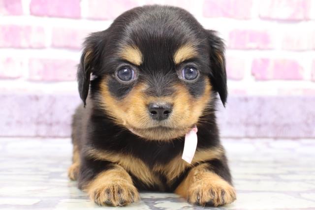 大阪府のチワックス (Coo&RIKU城東古市店/2023年8月31日生まれ/女の子/ブラックタン)の子犬