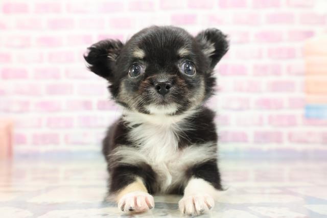 東京都のチワワ(ロング) (Coo&RIKU府中店/2023年8月25日生まれ/女の子/ブラックタンホワイト)の子犬
