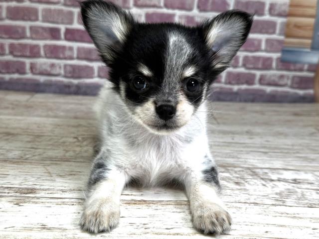 北海道のチワワ(ロング) (Coo&RIKU苫小牧店/2023年8月28日生まれ/女の子/ホワイトブラックタン)の子犬