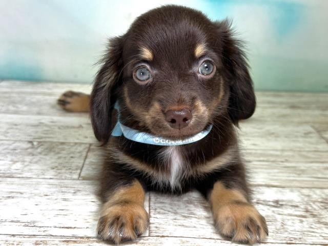 北海道のチワックス (Coo&RIKU札幌西店/2023年8月31日生まれ/男の子/チョコレートタン)の子犬