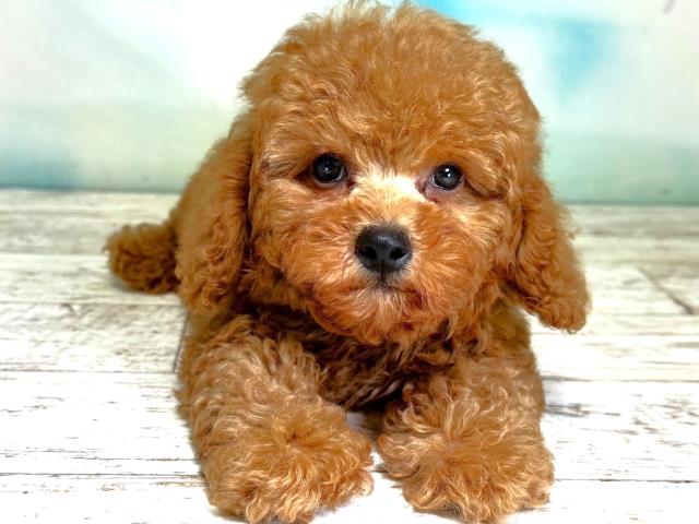 北海道のトイプードル (Coo&RIKU苫小牧店/2023年9月1日生まれ/男の子/レッド(赤))の子犬