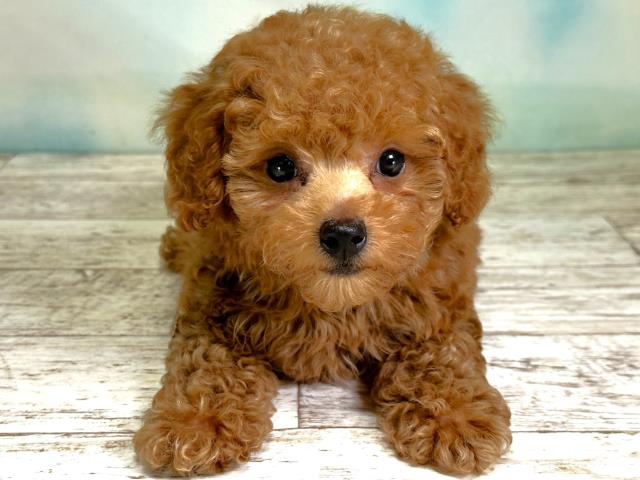 北海道のトイプードル (Coo&RIKU岩見沢店/2023年9月1日生まれ/男の子/レッド(赤))の子犬