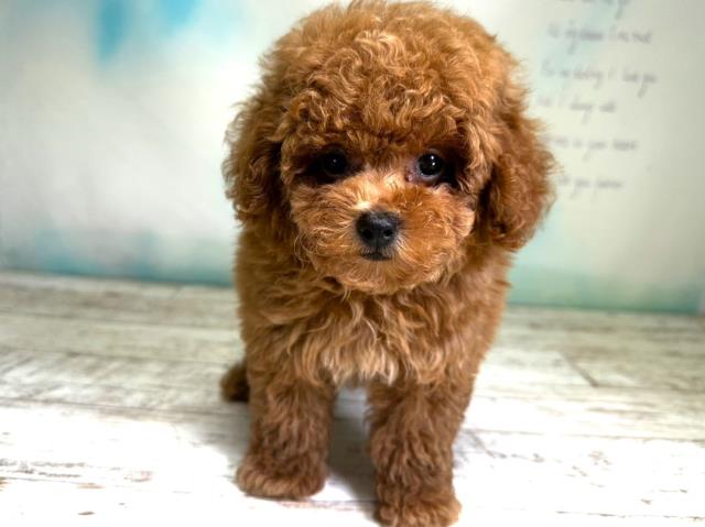 北海道のトイプードル (Coo&RIKU札幌西店/2023年9月1日生まれ/男の子/レッド(赤))の子犬