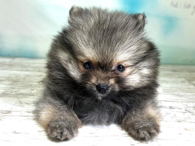 北海道のポメラニアン (Coo&RIKU札幌西店/2023年9月3日生まれ/男の子/ウルフセーブル)の子犬