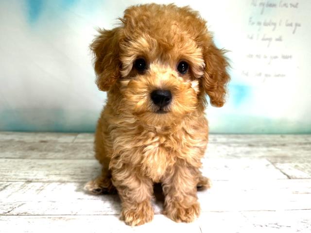 北海道のトイプードル (Coo&RIKU室蘭店/2023年8月22日生まれ/男の子/レッド(赤))の子犬