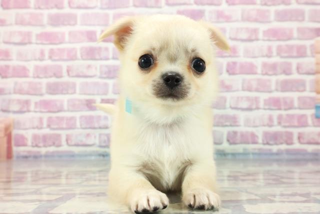 石川県のチワワ(ロング) (Coo&RIKU金沢店/2023年9月3日生まれ/男の子/クリーム)の子犬