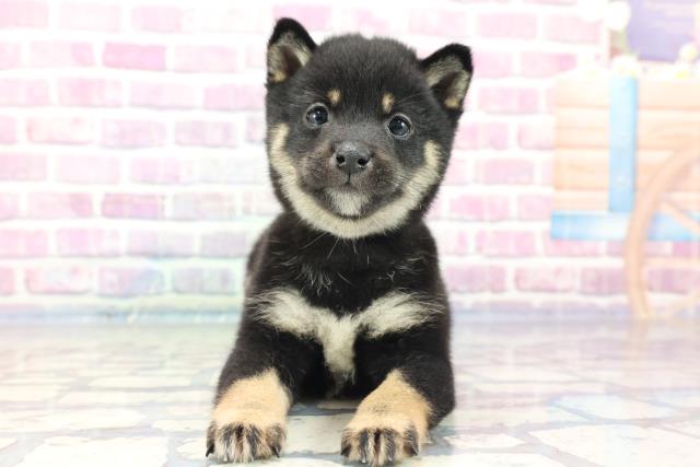広島県の豆柴 (Coo&RIKU東広島店/2023年9月3日生まれ/男の子/ブラック(黒))の子犬