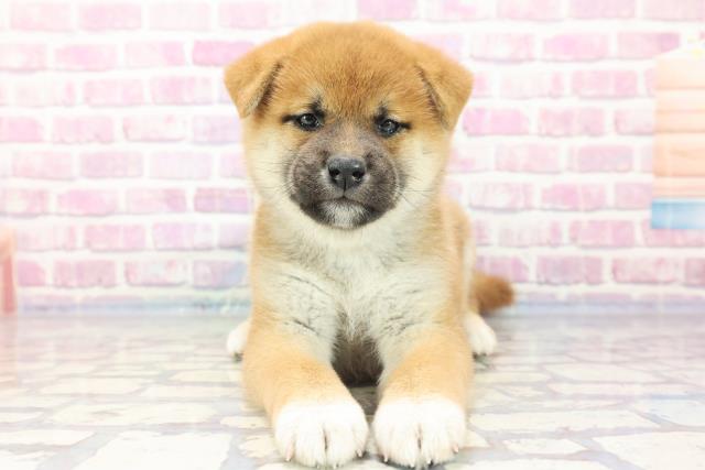 柴犬