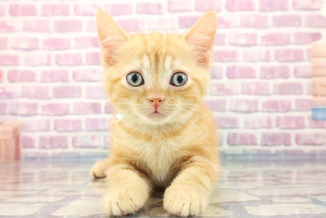 長野県のアメリカンショートヘアー (Coo&RIKU綿半諏訪店/2023年9月1日生まれ/男の子/レッドタビー)の子猫