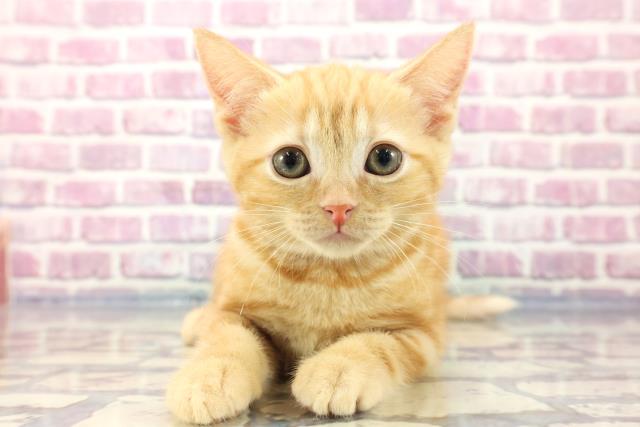 長野県のアメリカンショートヘアー (Coo&RIKU綿半中野店/2023年9月1日生まれ/女の子/レッドタビー)の子猫