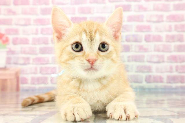 栃木県のマンチカン (Coo&RIKU足利店/2023年9月1日生まれ/男の子/レッドタビー)の子猫