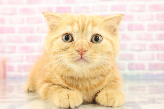 山口県のスコティッシュフォールド (Coo&RIKUサンパークあじす店/2023年9月1日生まれ/女の子/レッドタビー)の子猫