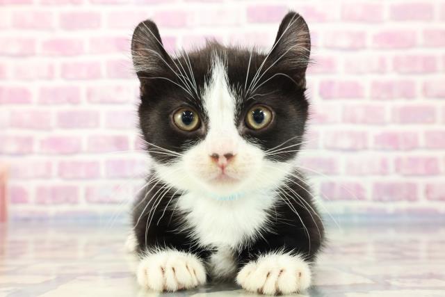 石川県のキンカロー (Coo&RIKUコメリパワー白山店/2023年9月3日生まれ/男の子/ブラックホワイト)の子猫