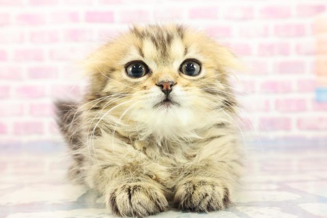 群馬県のスコティッシュフォールド (Coo&RIKU前橋店/2023年9月2日生まれ/女の子/ブラウンタビー)の子猫