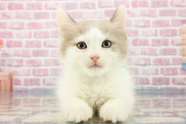 沖縄県のネヴァマスカレード (Coo&RIKU沖縄浦添店/2023年8月31日生まれ/男の子/チョコレートポイント＆ホワイト)の子猫