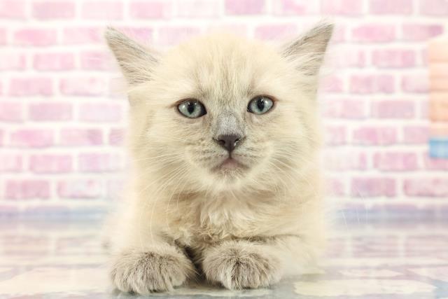 愛知県のネヴァマスカレード (Coo&RIKU東海一宮店/2023年8月31日生まれ/女の子/ライラックリンクスポイント＆ホワイト)の子猫