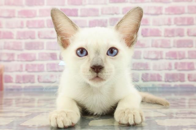 栃木県のトンキニーズ (Coo&RIKU足利店/2023年8月31日生まれ/男の子/ブルーポイント)の子猫