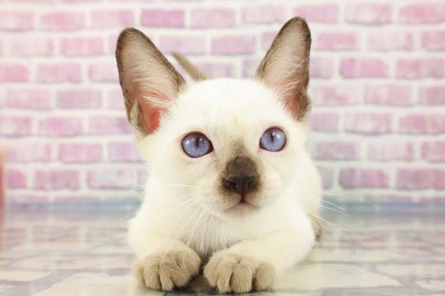 千葉県のトンキニーズ (Coo&RIKU八街店/2023年9月1日生まれ/女の子/ナチュラルポイント)の子猫
