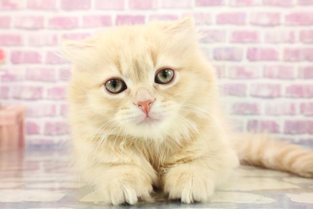 石川県のスコティッシュフォールド (Coo&RIKUコメリパワー白山店/2023年8月26日生まれ/男の子/クリームタビー)の子猫